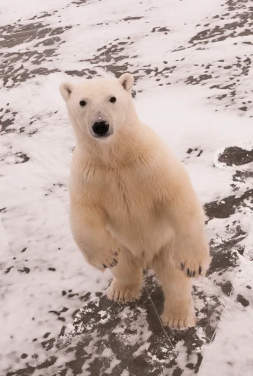A cub presses its nose to its mother's face during a rest interval outside the den. Churchill, Manitoba. February 2024.