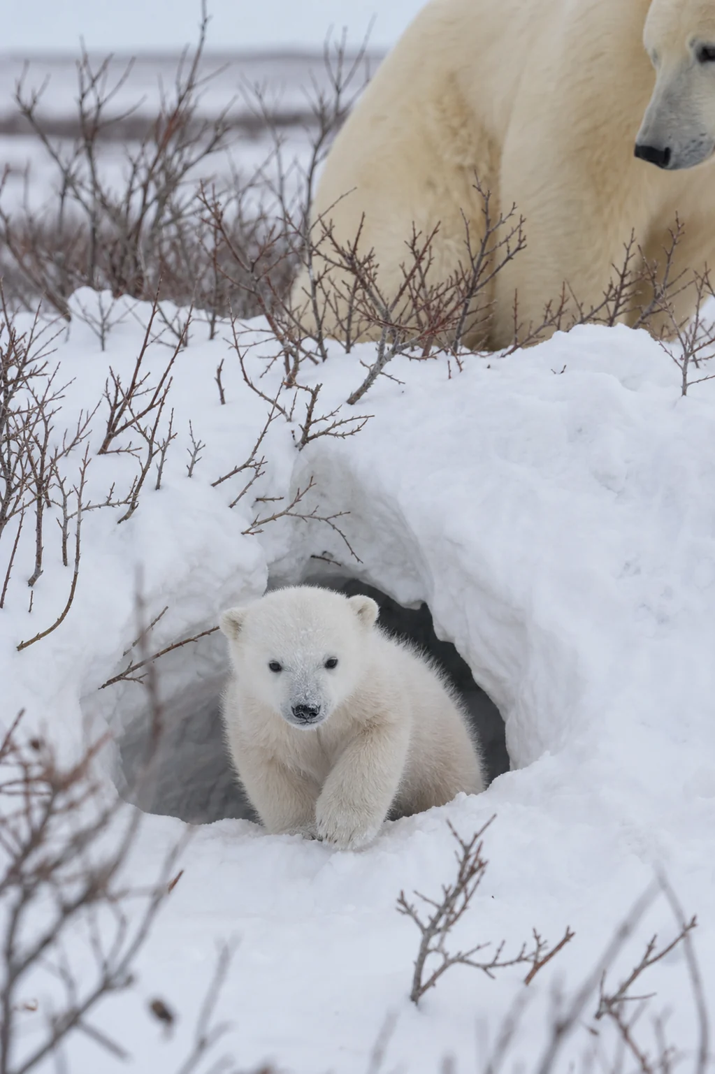 A newborn cub tests the light at a Wapusk snow den while its mother watches from close range.