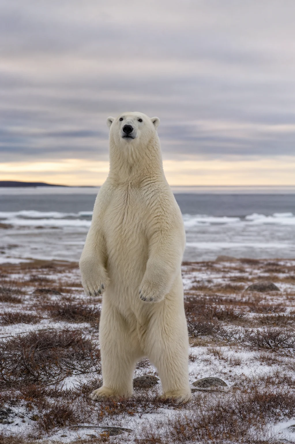 An adult bear rises to read scent and wind along the Hudson Bay coast during the Churchill freeze-up season.